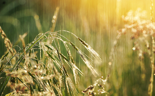 Rain on the grassland from Chrome web store to be run with OffiDocs Chromium online Rain on the grassland from Chrome web store to be run with OffiDocs Chromium online