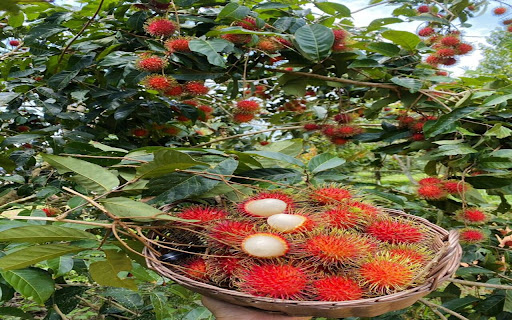 rambutan tree wallpaper  from Chrome web store to be run with OffiDocs Chromium online