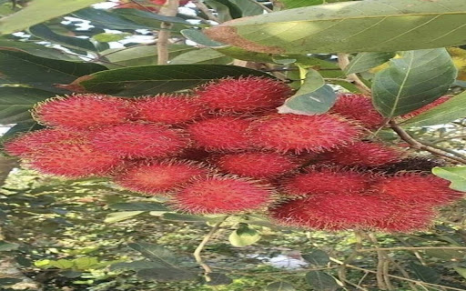 rambutan wallpaper  from Chrome web store to be run with OffiDocs Chromium online