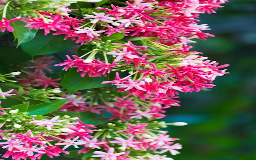 Rangoon creeper flower wallpaper  from Chrome web store to be run with OffiDocs Chromium online