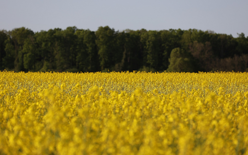rapeseed field  from Chrome web store to be run with OffiDocs Chromium online