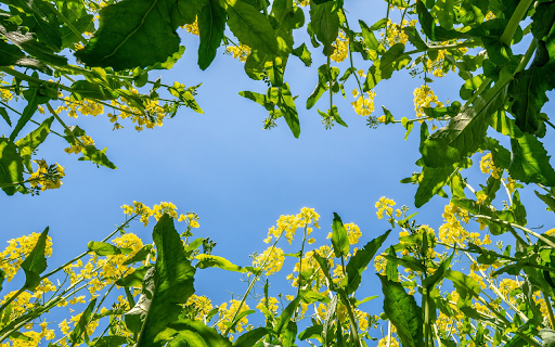 Rapeseed Flowers Under the Blue Sky  from Chrome web store to be run with OffiDocs Chromium online