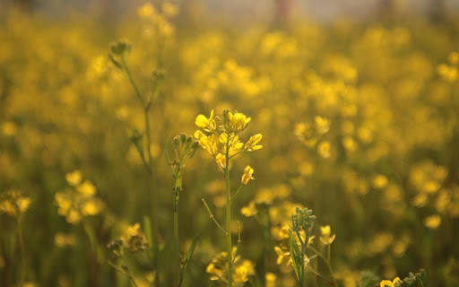 Rapeseed Theme  from Chrome web store to be run with OffiDocs Chromium online