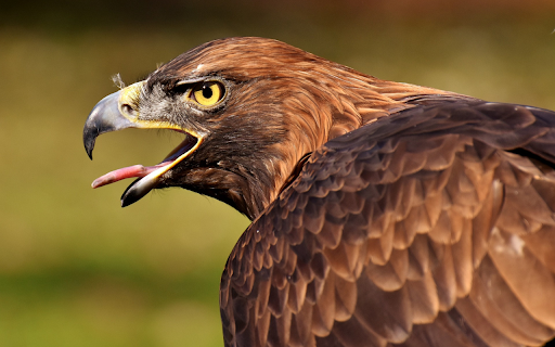 Raptors  from Chrome web store to be run with OffiDocs Chromium online