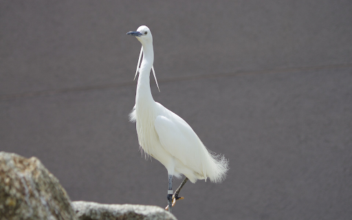 Rare stork  from Chrome web store to be run with OffiDocs Chromium online
