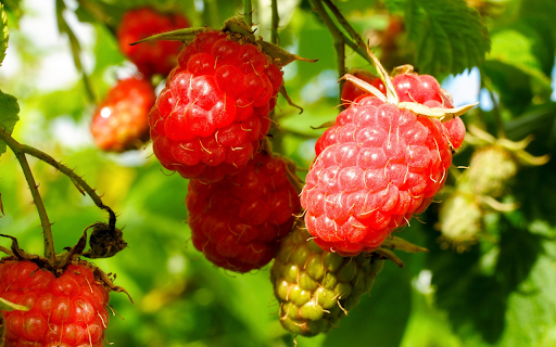 Raspberries in the sun  from Chrome web store to be run with OffiDocs Chromium online