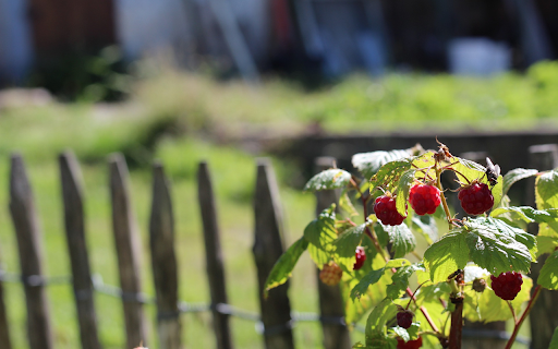 Raspberry tree next to the fence  from Chrome web store to be run with OffiDocs Chromium online