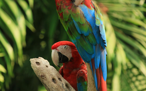 Red and Green Macaws  from Chrome web store to be run with OffiDocs Chromium online