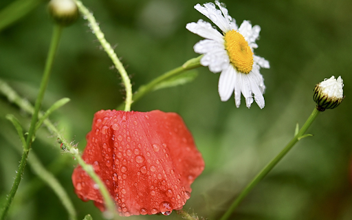 Red and white flowers  from Chrome web store to be run with OffiDocs Chromium online
