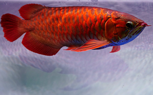 red arowana fish scales  from Chrome web store to be run with OffiDocs Chromium online