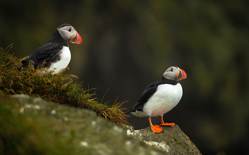 Red beaked bird  from Chrome web store to be run with OffiDocs Chromium online