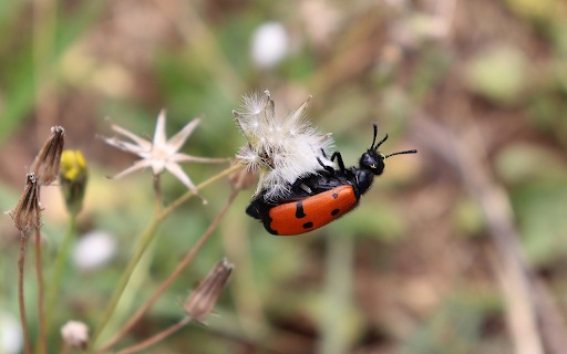 Red Beetle  from Chrome web store to be run with OffiDocs Chromium online