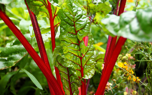 Red beetroot  from Chrome web store to be run with OffiDocs Chromium online