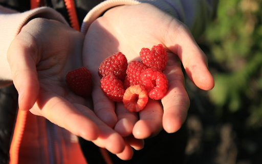 Red Berries  from Chrome web store to be run with OffiDocs Chromium online