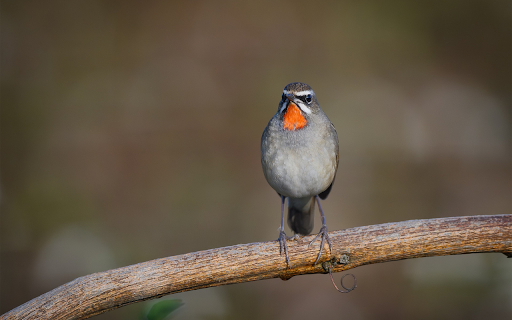 Red Bib Bird  from Chrome web store to be run with OffiDocs Chromium online