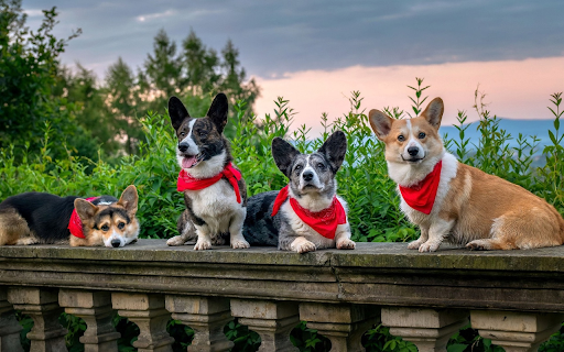 Red bib dogs  from Chrome web store to be run with OffiDocs Chromium online