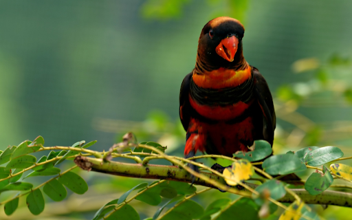 Red billed Bird  from Chrome web store to be run with OffiDocs Chromium online