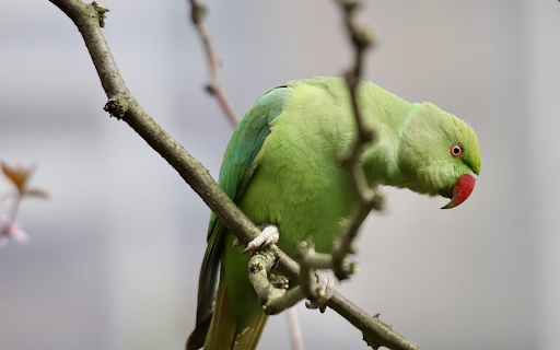 Red billed Parrot  from Chrome web store to be run with OffiDocs Chromium online