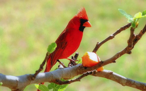 Red bird  from Chrome web store to be run with OffiDocs Chromium online