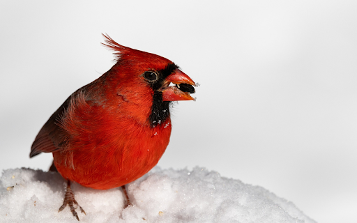 Red bird and snow  from Chrome web store to be run with OffiDocs Chromium online