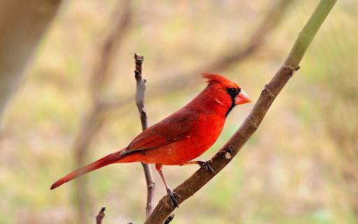 Red Bird on a Young Branch  from Chrome web store to be run with OffiDocs Chromium online