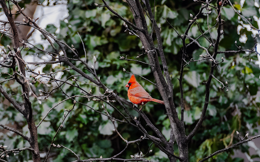 Red bird on the tree  from Chrome web store to be run with OffiDocs Chromium online