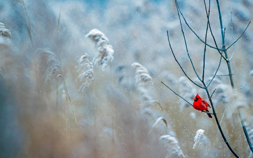 Red bird perched on tree branch  from Chrome web store to be run with OffiDocs Chromium online