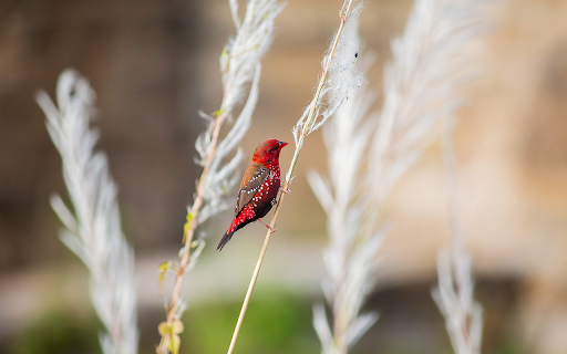 Red bird with white dots  from Chrome web store to be run with OffiDocs Chromium online