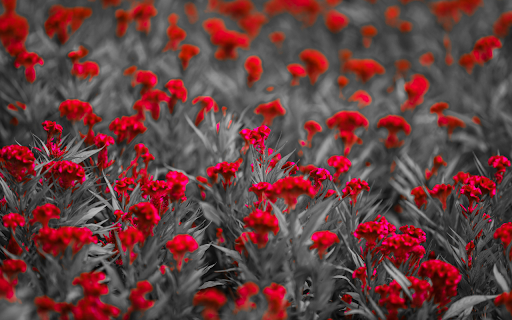 Red Bloom Contrast Theme  from Chrome web store to be run with OffiDocs Chromium online