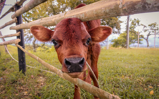 Red brown calf  from Chrome web store to be run with OffiDocs Chromium online