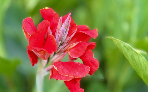 Red bud flower branch  from Chrome web store to be run with OffiDocs Chromium online