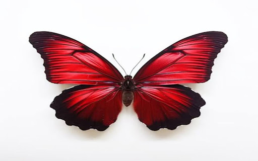 red butterfly wallpaper black border  from Chrome web store to be run with OffiDocs Chromium online