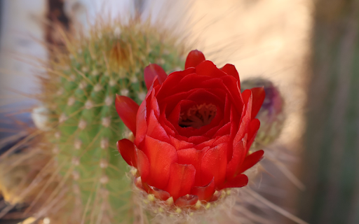 Red cactus flower  from Chrome web store to be run with OffiDocs Chromium online