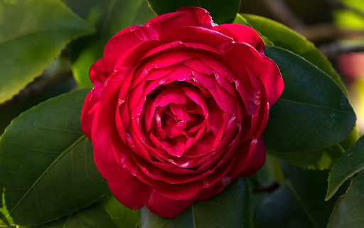 Red Camellia  from Chrome web store to be run with OffiDocs Chromium online