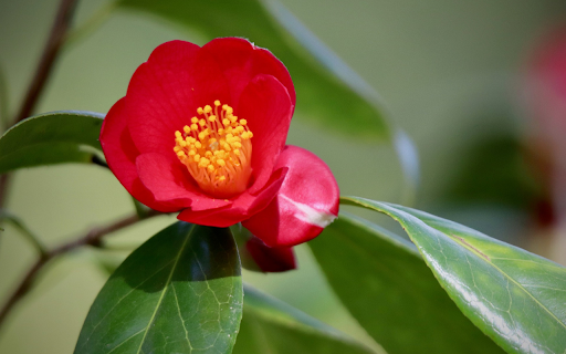 Red Camellia with Yellow Stamen  from Chrome web store to be run with OffiDocs Chromium online