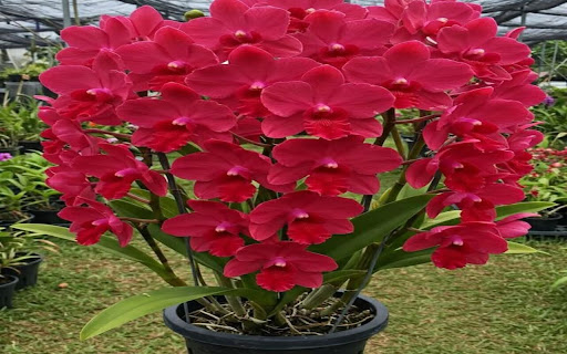 Red Cattleya Orchid Wallpaper  from Chrome web store to be run with OffiDocs Chromium online