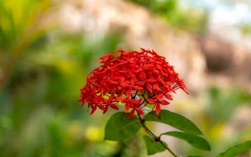 Red cluster peonies  from Chrome web store to be run with OffiDocs Chromium online
