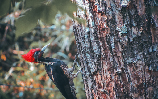 Red cockaded woodpecker  from Chrome web store to be run with OffiDocs Chromium online