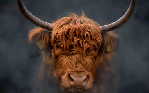 RED COW Theme  from Chrome web store to be run with OffiDocs Chromium online