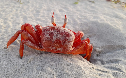 Red crab on white sand  from Chrome web store to be run with OffiDocs Chromium online