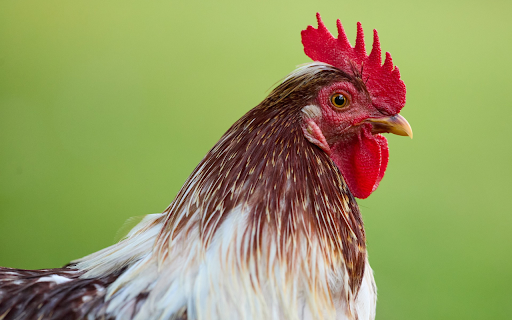 Red crested Rooster  from Chrome web store to be run with OffiDocs Chromium online