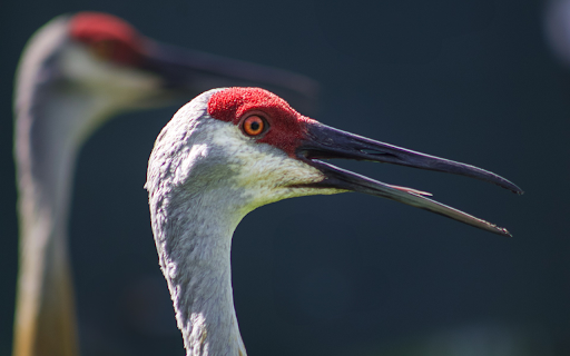 Red crowned Crane  from Chrome web store to be run with OffiDocs Chromium online