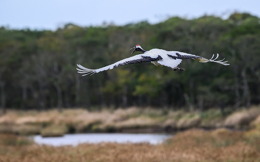 Red crowned Crane Flying  from Chrome web store to be run with OffiDocs Chromium online