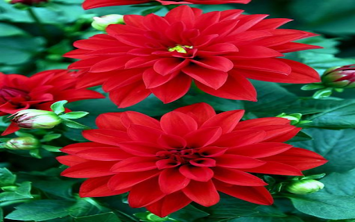Red Dahlia Wallpaper  from Chrome web store to be run with OffiDocs Chromium online