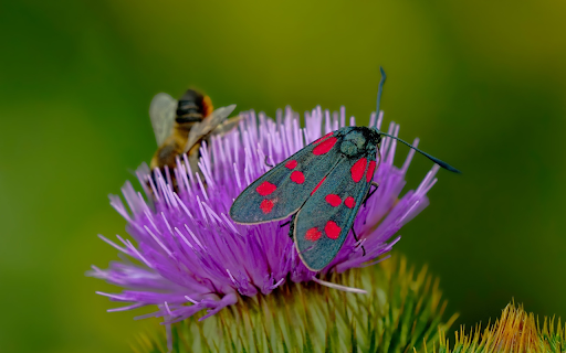 Red dotted butterfly  from Chrome web store to be run with OffiDocs Chromium online