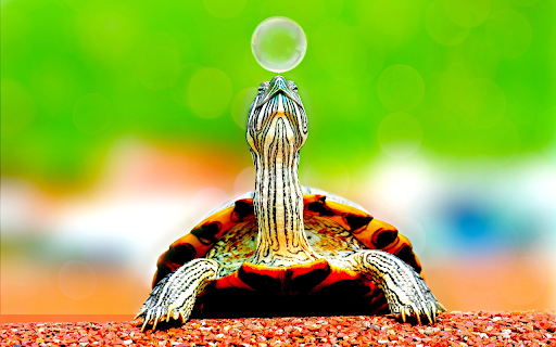 Red eared turtle  from Chrome web store to be run with OffiDocs Chromium online
