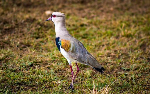 Red Eyed Bird  from Chrome web store to be run with OffiDocs Chromium online