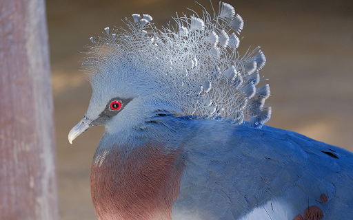 Red Eyed Dove from Chrome web store to be run with OffiDocs Chromium online Red Eyed Dove from Chrome web store to be run with OffiDocs Chromium online