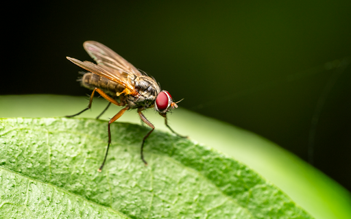 Red eyed fly  from Chrome web store to be run with OffiDocs Chromium online