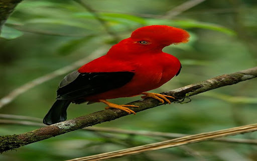 red feather bird wallpaper  from Chrome web store to be run with OffiDocs Chromium online